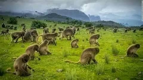 Gelada baboons in the Simien Mountains